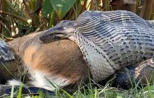 راز عجیب مارهای پیتون: بلعیدن و هضم یک آهو با استخوان‌هایش!