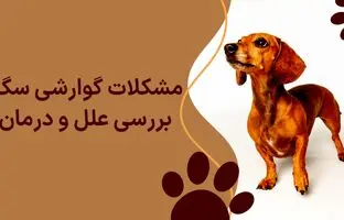 مشکلات گوارشی سگ؛ بررسی علل و درمان