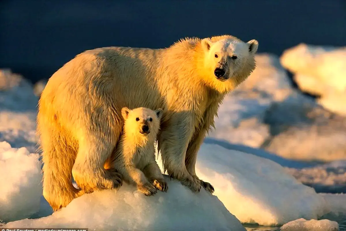 خرس قطبی در تقلا برای خنک‌شدن؛ تصویر دلخراش باغ‌وحش پراگ + ویدئو