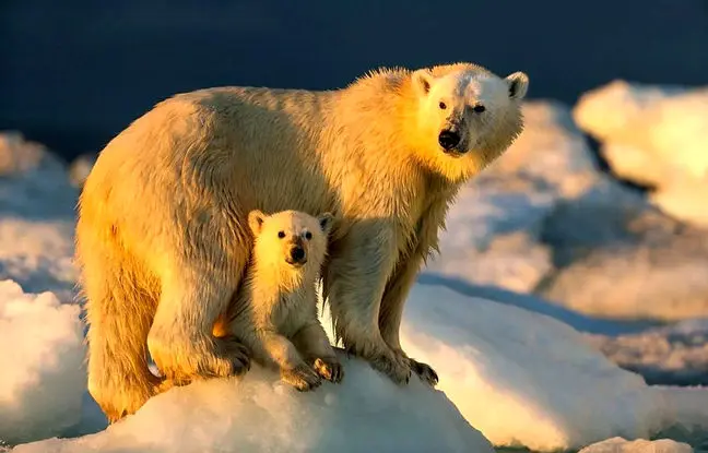 خرس قطبی در تقلا برای خنک‌شدن؛ تصویر دلخراش باغ‌وحش پراگ + ویدئو