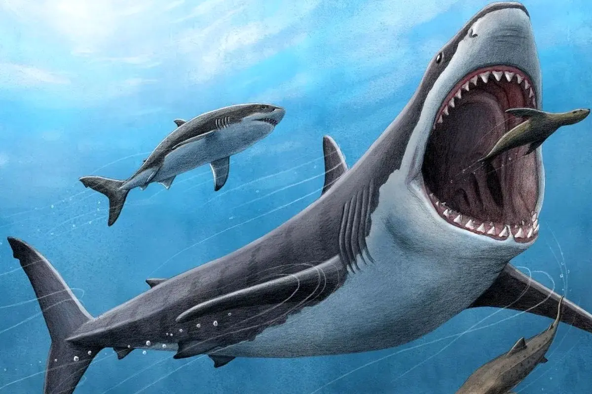 
کشف جدید در دنیای موجودات دریایی؛ کوسه‌ها صدای کلیک تولید می‌کنند!
