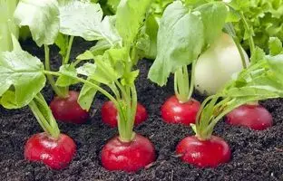 آموزش کاشت تربچه در باغچه در کمتر از ۱۰ روز + ویدئو