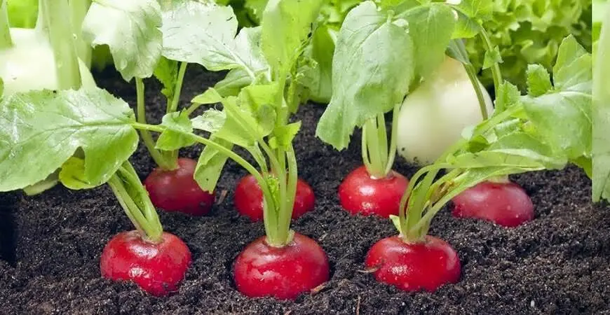 آموزش کاشت تربچه در باغچه در کمتر از ۱۰ روز + ویدئو