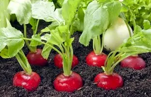 آموزش کاشت تربچه در باغچه در کمتر از ۱۰ روز + ویدئو