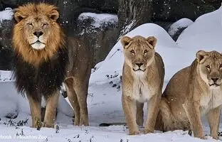 شادی و بازیگوشی حیوانات باغ‌وحش با دیدن برف برای اولین بار + ویدئو
