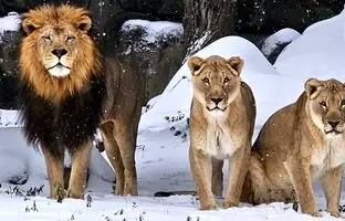شادی و بازیگوشی حیوانات باغ‌وحش با دیدن برف برای اولین بار + ویدئو