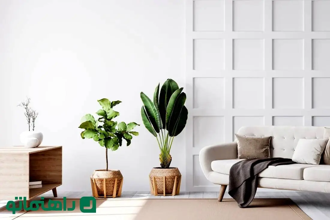 گیاهان آپارتمانی ممنوعه برای مینیمالیست ها / گیاهان آپارتمانی مناسب برای دکوراسیون مینیمال چیست؟