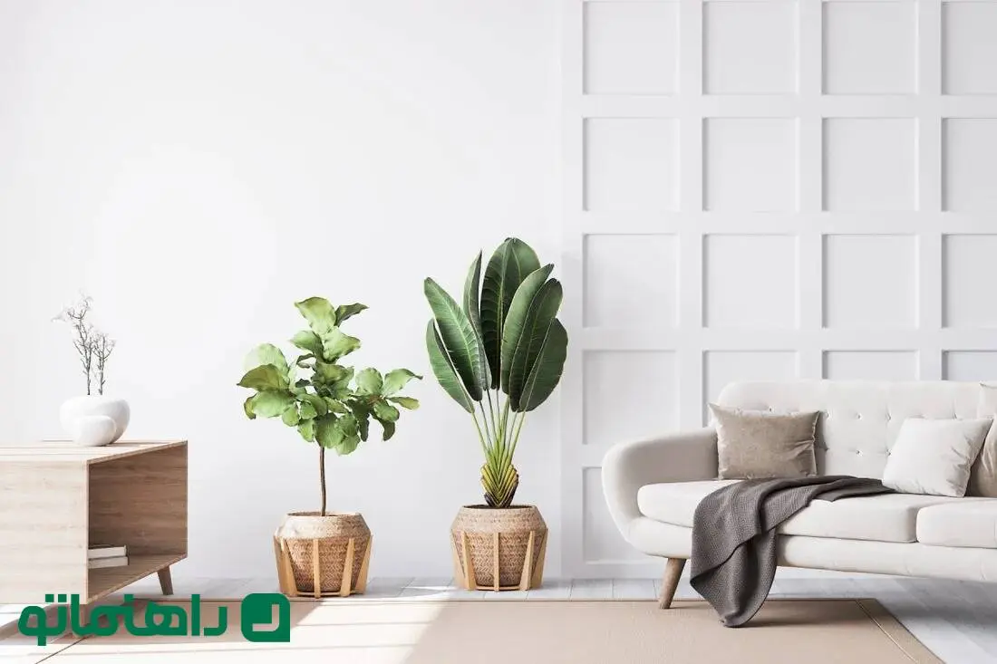 گیاهان آپارتمانی ممنوعه برای مینیمالیست ها / گیاهان آپارتمانی مناسب برای دکوراسیون مینیمال چیست؟
