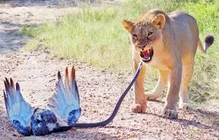 نبرد حماسی و نفس گیر میان شیر، مار و عقاب! + ویدئو