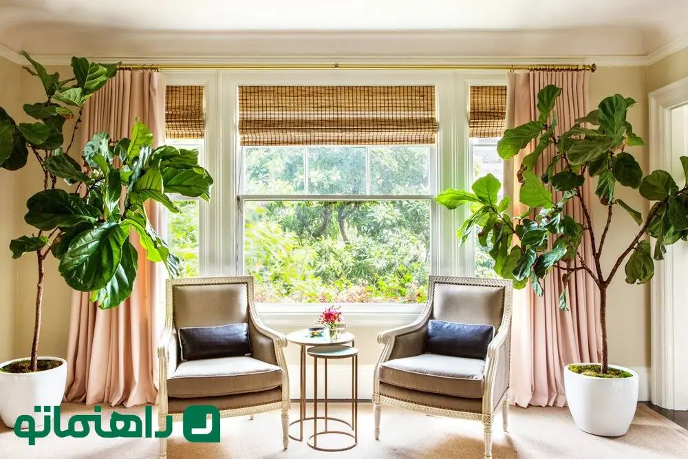 26 درختچه آپارتمانی خاص و روش نگهداری از آن ها ؛ روح جنگل های انبوه در خانه