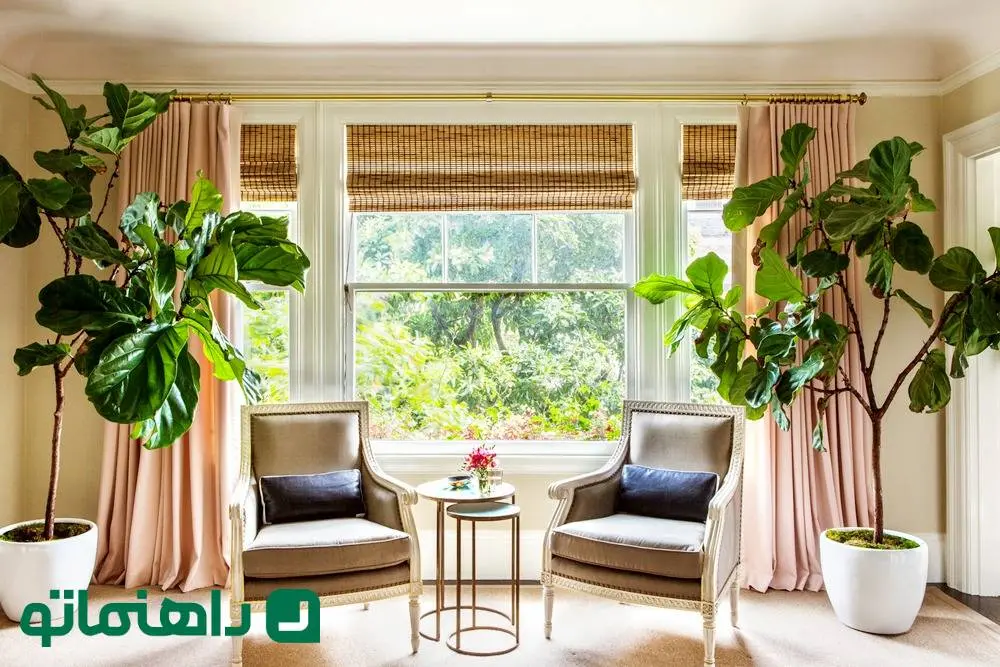 26 درختچه آپارتمانی خاص و روش نگهداری از آن ها ؛ روح جنگل های انبوه در خانه