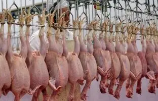 راهنمای بازار؛ قیمت گوشت مرغ، امروز ۱۵ اردیبهشت ۱۴۰۴
