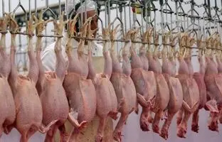 
قیمت گوشت مرغ، امروز چهارشنبه ۲۶ دی ۱۴۰۳
