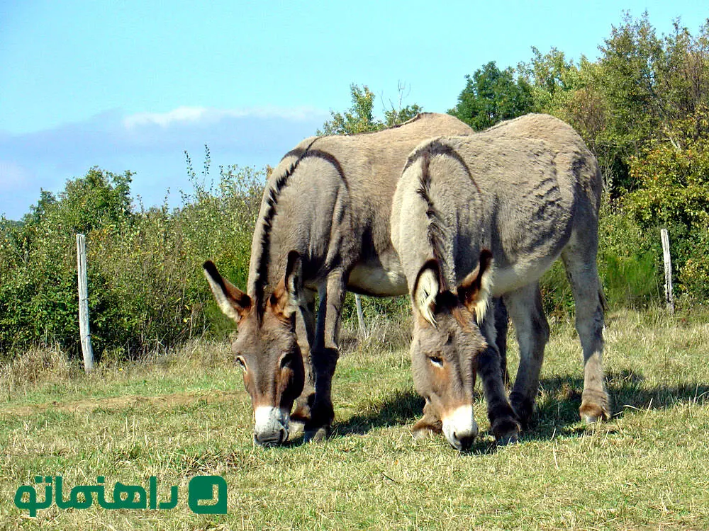 گول نخورید؛ چرا ane پرسرچ‌ترین واژه گوگل شد؟ 