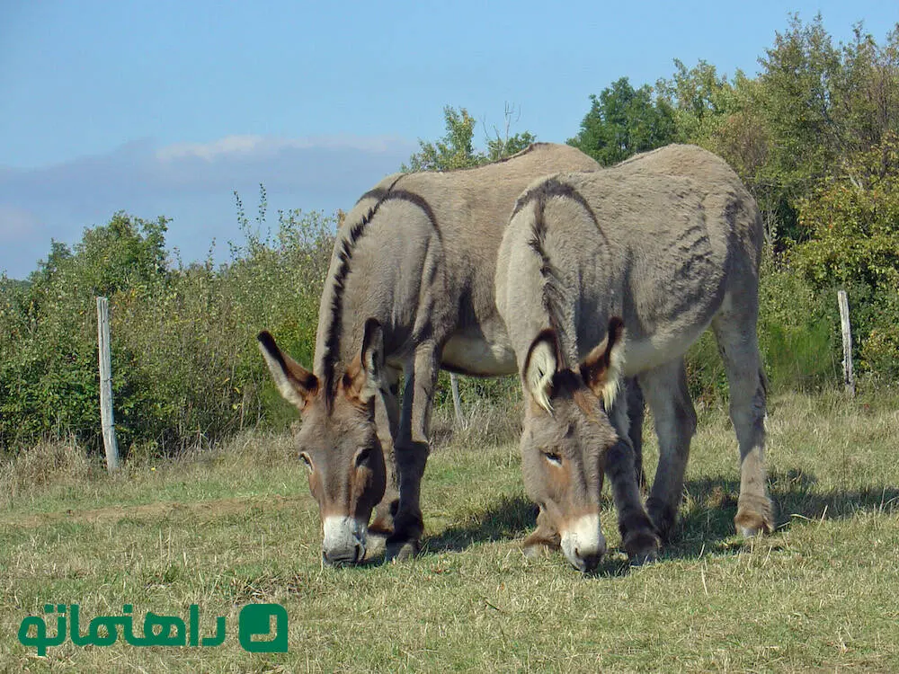 گول نخورید؛ چرا ane پرسرچ‌ترین واژه گوگل شد؟ 