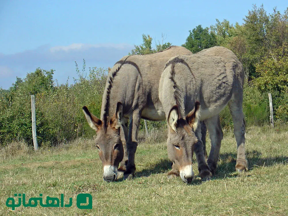 گول نخورید؛ چرا ane پرسرچ‌ترین واژه گوگل شد؟ 