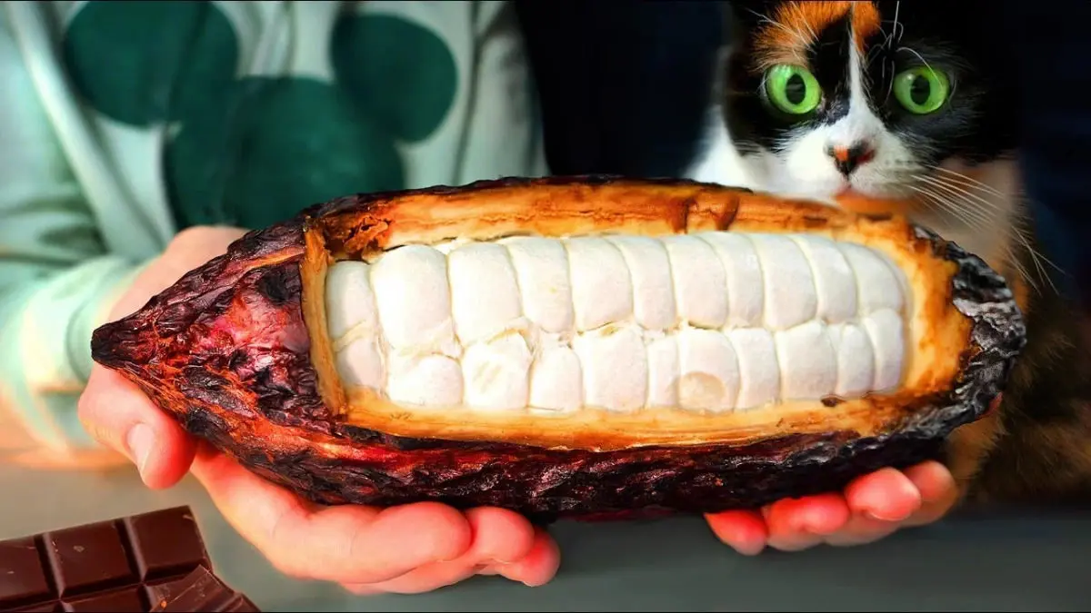 مراحل شگفت انگیز تبدیل دانه کاکائو به شکلات + ویدئو