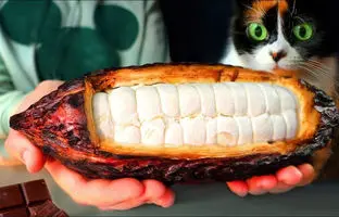 مراحل شگفت انگیز تبدیل دانه کاکائو به شکلات + ویدئو