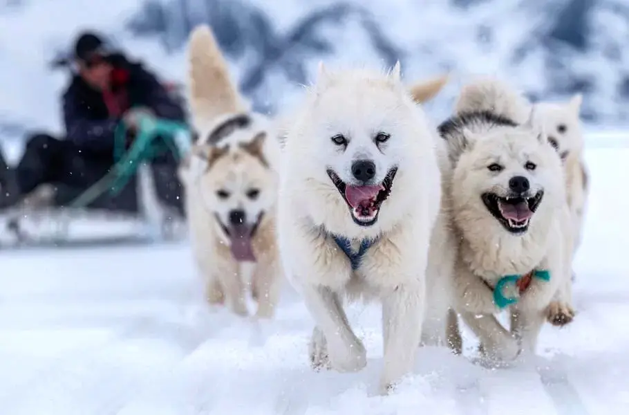 محققان قدیمی‌ترین نژاد سگ اهلی جهان را در گرینلند کشف کردند؛ حیوانی در آستانه انقراض
