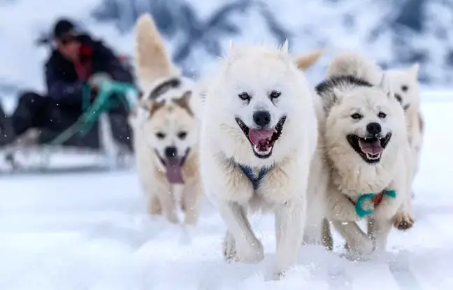 محققان قدیمی‌ترین نژاد سگ اهلی جهان را در گرینلند کشف کردند؛ حیوانی در آستانه انقراض