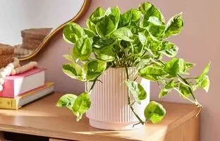 روش درست آب دادن و نگهداری از گیاه پتوس
