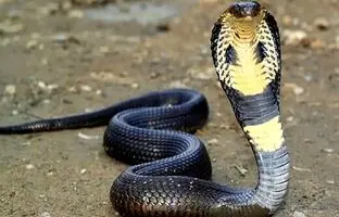 (ویدئو) آموزش شکار مارکبری توسط این مادر