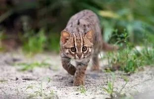کوچک‌ترین گربه جهان با اندازه کف دست، ۳۰۰ هزار پیش در چین زندگی می‌کرد