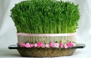 آموزش ۷ مدل سبزه نوروزی سریع و راحت در خانه