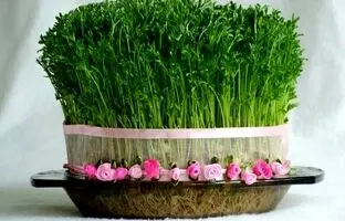 آموزش ۷ مدل سبزه نوروزی سریع و راحت در خانه