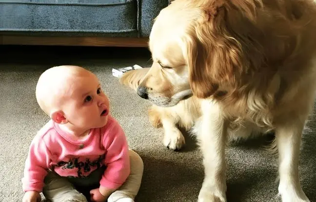 رابطه بامزه و خنده‌دار سگ‌ها و کودکان + ویدئو