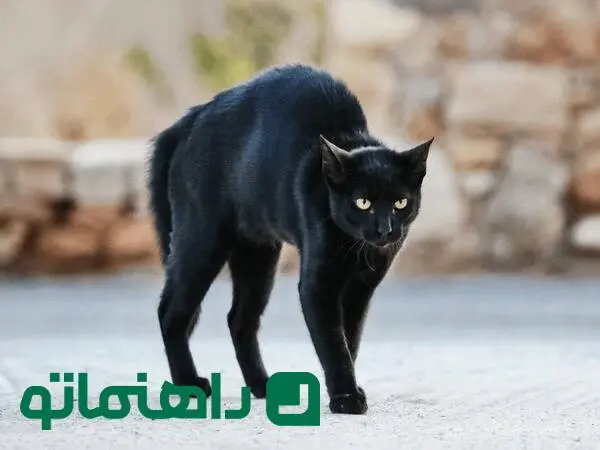 وحشت از گربه سیاه تا پرستش کبوتر سفید؛ مرز میان خرافات و علم کجاست؟