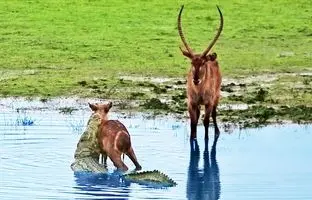 آهو‌ی نر بی رحم، بچه آهو را به دهان کروکودیل انداخت + ویدئو