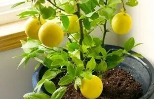 چطور در گلدان درخت لیمو بکاریم: ۱۲ نکته تخصصی برای موفقیت