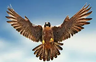  وقتی شاهین یک پهپاد را طعمه دید + ویدئو