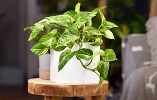 روش نگهداری و قلمه زدن پتوس در آپارتمان ؛ چه فصلی برای قلمه زدن پتوس مناسب است؟