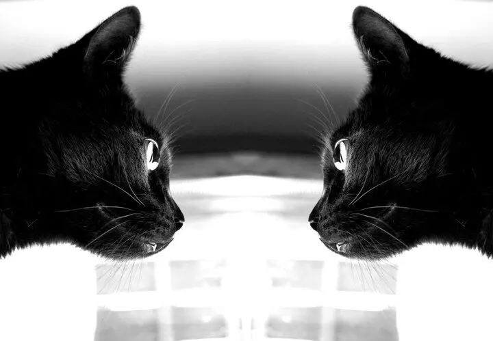 گربه کوانتومی همه را شگفت‌زده کرد