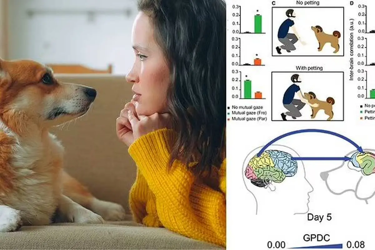 یافته عجیب محققان: هماهنگی مغز سگ ‌ها و انسان ها هنگام خیره شدن به چشمان هم!