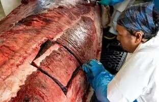 کالبدشکافی نادرترین نهنگ جهان 