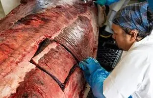 کالبدشکافی نادرترین نهنگ جهان 