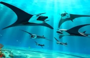 الگوبرداری دانشمندان از طبیعت /سفره‌ماهی‌های آهنی در راه‌اند!