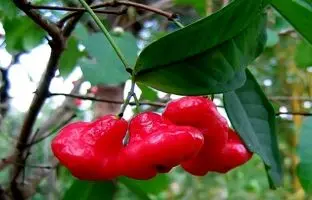 (ویدئو) سیب آبی یا میوه زنگوله ای، میوه ای که تا به حال ندیده اید!