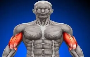 چه غذاهایی «سلول‌های بنیادی» بدن را تقویت می‌کنند؟