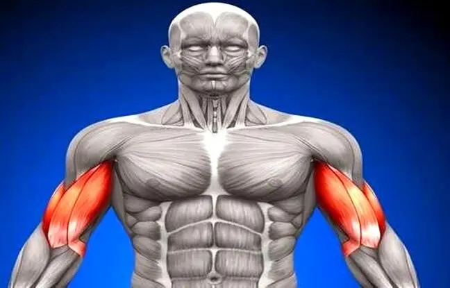 چه غذاهایی «سلول‌های بنیادی» بدن را تقویت می‌کنند؟