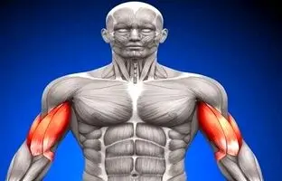 چه غذاهایی «سلول‌های بنیادی» بدن را تقویت می‌کنند؟