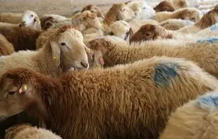 قیمت جدید دام‌ زنده ۱۹ آذر ۱۴۰۳؛ گوسفند ارزان شد
