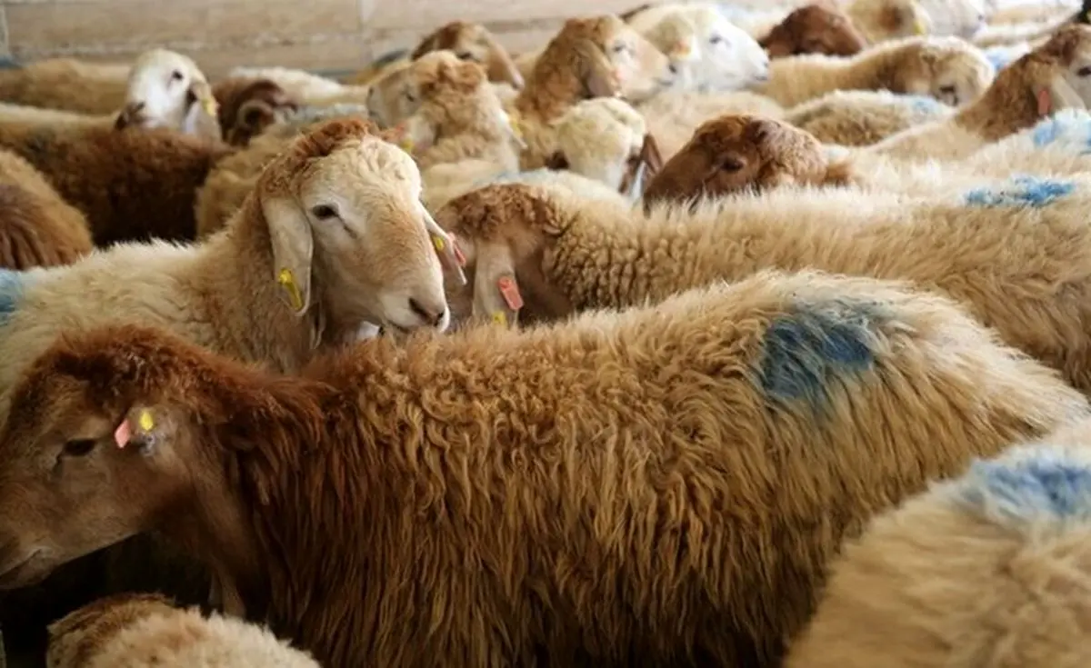 قیمت جدید دام‌ زنده ۱۹ آذر ۱۴۰۳؛ گوسفند ارزان شد
