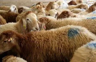 قیمت جدید دام‌ زنده ۱۹ آذر ۱۴۰۳؛ گوسفند ارزان شد

