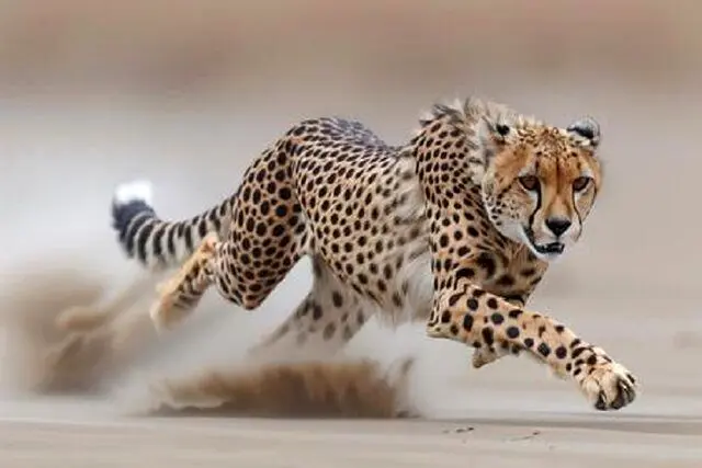 مشاهده هم‌زمان ۵ یوزپلنگ آسیایی در پارک ملی توران + ویدئو