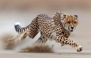 مشاهده هم‌زمان ۵ یوزپلنگ آسیایی در پارک ملی توران + ویدئو