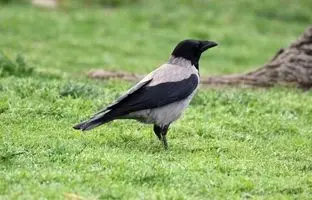 رفتار عجیب کلاغ‌ها: شیرجه به میان مورچه‌ها برای «درمان» + ویدئو